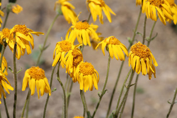 Arnica montana or Mountain arnica. Group of yellow flowers in garden