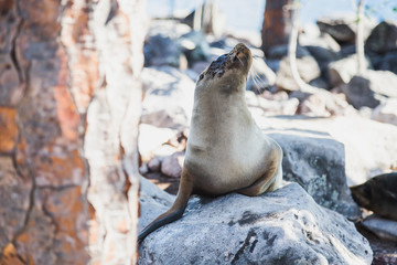 Baby sea lion resting on a rock in the Galapagos Ecuador