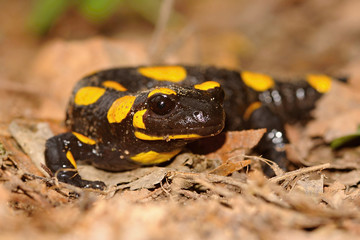 The fire salamander Salamandra salamandra is possibly the best-known salamander species in Europe. It is black with yellow spots or stripes