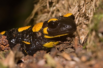 The fire salamander Salamandra salamandra is possibly the best-known salamander species in Europe. It is black with yellow spots or stripes