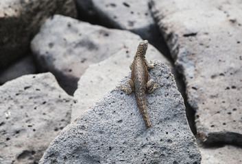 Marine iguana in the Galapagos islands Ecuador
