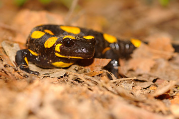 The fire salamander Salamandra salamandra is possibly the best-known salamander species in Europe. It is black with yellow spots or stripes