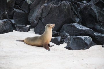 Baby sea lion resting on a rock in the Galapagos Ecuador