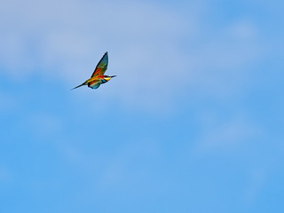 Bee-eater (merops apiaster) flying near the city of Xàtiva, Valencia, Spain