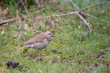 Çayır incirkuşu » Meadow Pipit » Anthus pratensis
