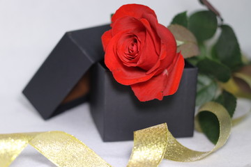 赤い薔薇の花と金色のリボンとプレゼントの箱(白背景)