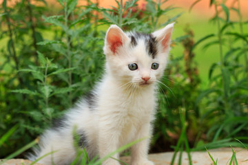 Naklejka na ściany i meble Cute little kitten in a backyard garden