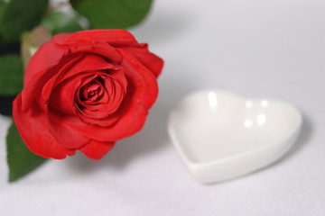 赤い薔薇の花とハートの白い器(白背景)	