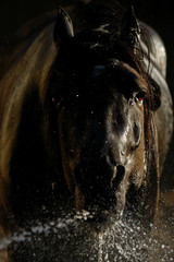 Horse playing with water