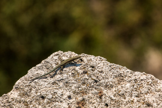Little lizard on a big rock and blurred background