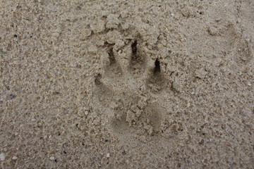 footprint in the sand