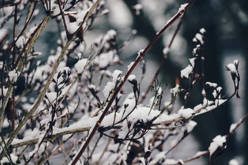 winterliche Zweige mit Schnee