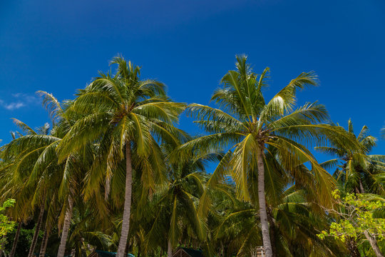 Green palms on the blue sky background. Malcapuya island with white sand and palm trees. Palawan, Philippines.