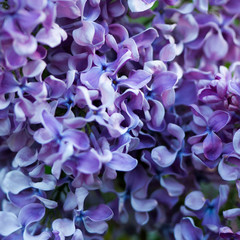 Natural lilac background.