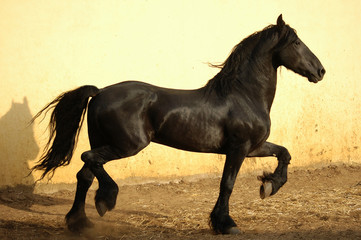 Obraz na płótnie Canvas black frisian horse running