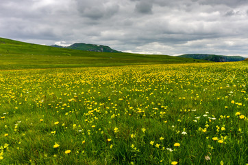 Clouds over mountain meadow with yellow wildflowers