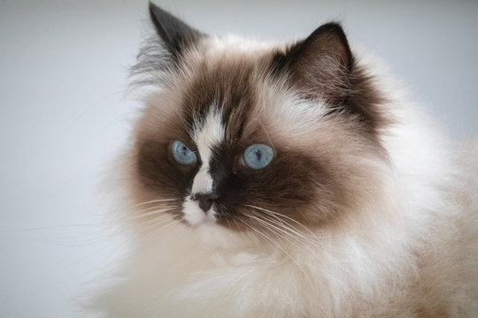 Ragdoll Katze