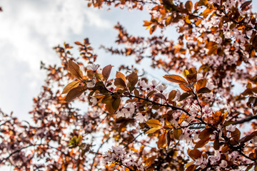 Prunus cerasifera Pissardii.Beautiful flowers plum background. Floral spring background. Plum tree in bloom on a spring warm and sunny afternoon.
