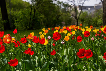 Obraz premium Beautiful tulips flowers background. Floral spring background. Field of tulips in bloom on a spring warm and sunny afternoon.