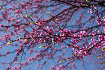 Beautiful flowers of Cercis siliquastrum background. Floral spring background. Judas tree in bloom on a spring warm and sunny afternoon.