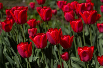 Beautiful tulips flowers background. Floral spring background. Field of tulips in bloom on a spring warm and sunny afternoon.