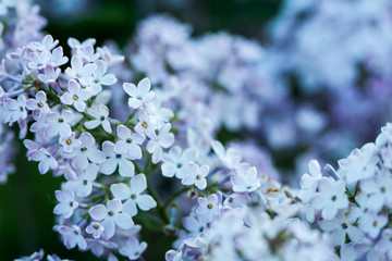 Natural lilac background.