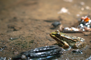 frog in water