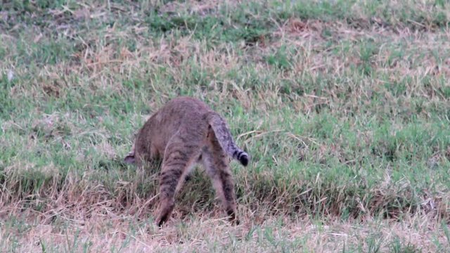 Jungle cat hunting in the grass