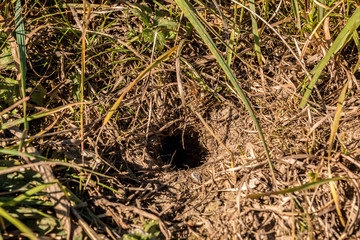 Little hole of a mouse on the big field