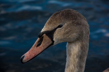 Close up side view of duck head. Lake water in the background..Animals in the United Kingdom.