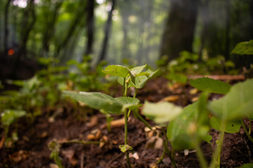 young plant in the forest