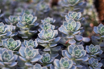  flower grey mexican snowball background 