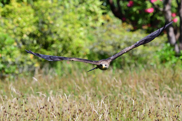 Close up of a black kite (milvus migrans) in flight during a falconry display