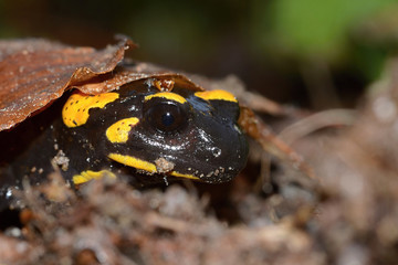 The fire salamander Salamandra salamandra is possibly the best-known salamander species in Europe. It is black with yellow spots or stripes