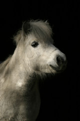 White cute Shetland Pony