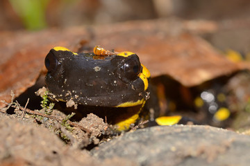 The fire salamander Salamandra salamandra is possibly the best-known salamander species in Europe. It is black with yellow spots or stripes