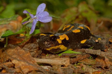 The fire salamander Salamandra salamandra is possibly the best-known salamander species in Europe. It is black with yellow spots or stripes