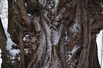 bark of a tree