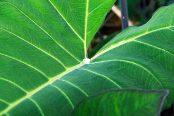 drop on the  green leaf  closeup 