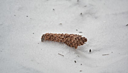 pinecone in snow