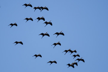 Flock of White-faced Ibis Flying in a Blue Sky