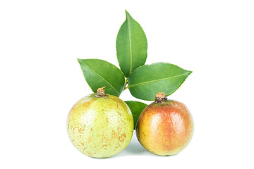 Camellia seed/plant edible oil background material