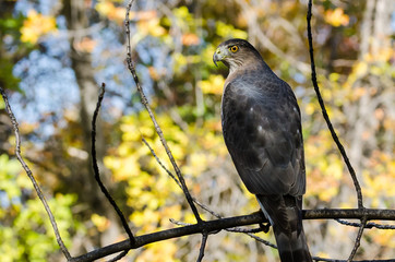 Cooper's Hawk Perched in an Autumn Tree