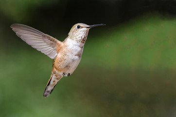 Fototapeta na wymiar Adorable Little Rufous Hummingbird Hovering in Flight Deep in the Forest