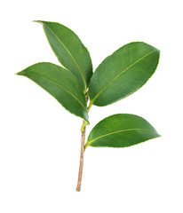 Camellia leaf