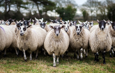 Flock of ewes / sheep marching towards the camera