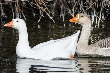Pair of Domestic Geese Swimming Together in the Peaceful Pond