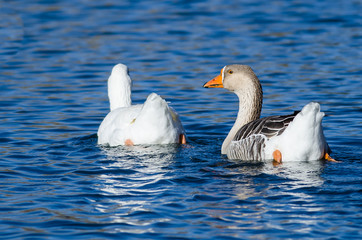 Pair of Domestic Geese Swimming Together in the Peaceful Pond