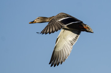 Mallard Duck Flying in a Blue Sky