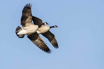 Pair of Canada Geese Flying in a Blue Sky